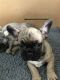 French Bulldog Puppies for sale in Tempe, AZ, USA. price: NA