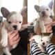 French Bulldog Puppies for sale in Springfield, IL, USA. price: NA