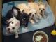 French Bulldog Puppies for sale in Amarillo, TX 79119, USA. price: $380