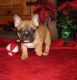 French Bulldog Puppies for sale in Bristol, ME, USA. price: NA