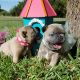 French Bulldog Puppies for sale in Granbury, TX 76048, USA. price: $2,800