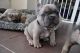 French Bulldog Puppies for sale in Erie, PA, USA. price: NA
