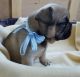 French Bulldog Puppies for sale in Erie, PA, USA. price: NA
