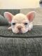French Bulldog Puppies for sale in Springfield, IL, USA. price: NA