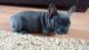 French Bulldog Puppies for sale in California Rd, Mt Vernon, NY 10552, USA. price: $300