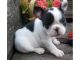 French Bulldog Puppies for sale in California Rd, Mt Vernon, NY 10552, USA. price: $400