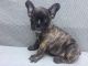 French Bulldog Puppies for sale in Poland, ME 04274, USA. price: NA