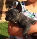 French Bulldog Puppies for sale in Louisville, CO, USA. price: NA