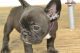 French Bulldog Puppies for sale in Oakland, CA 94624, USA. price: NA