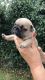 French Bulldog Puppies for sale in Cottage City Rd, Canandaigua, NY 14424, USA. price: NA