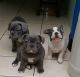 French Bulldog Puppies for sale in W Spring St, Spring Hill, KS 66083, USA. price: NA
