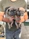 French Bulldog Puppies for sale in Rochester, NY, USA. price: NA