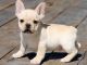 French Bulldog Puppies for sale in Portland, ME, USA. price: NA