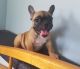 French Bulldog Puppies for sale in Kenduskeag, ME 04450, USA. price: NA