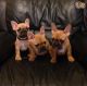 French Bulldog Puppies for sale in 305 Florida Grove Rd, Keasbey, NJ 08832, USA. price: $450