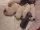 French Bulldog Puppies for sale in 323 New York Ranch Rd, Jackson, CA 95642, USA. price: $350