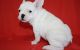 French Bulldog Puppies for sale in Aurora, CO, USA. price: $650
