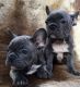 French Bulldog Puppies for sale in Oregon, OH, USA. price: NA