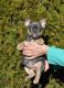 French Bulldog Puppies for sale in Farmingdale, ME 04344, USA. price: NA