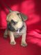 French Bulldog Puppies for sale in Cleveland, GA 30528, USA. price: NA