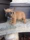 French Bulldog Puppies for sale in Cleveland, GA 30528, USA. price: NA