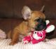 French Bulldog Puppies for sale in Sandy, UT, USA. price: NA
