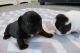 French Bulldog Puppies for sale in Springville, UT, USA. price: NA