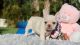 French Bulldog Puppies for sale in Taylorsville, UT, USA. price: NA