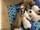 French Bulldog Puppies for sale in Skowhegan, ME 04976, USA. price: NA