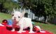 French Bulldog Puppies for sale in Eugene, OR, USA. price: NA