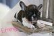 French Bulldog Puppies for sale in Ewing, IL 62836, USA. price: NA