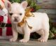 French Bulldog Puppies for sale in Cedar Fort, UT 84013, USA. price: NA