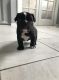 French Bulldog Puppies for sale in 40 S Arlington Heights Rd, Arlington Heights, IL 60005, USA. price: NA