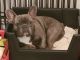 French Bulldog Puppies for sale in Santee, CA 92071, USA. price: $1,500