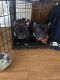 French Bulldog Puppies for sale in Sylvania, OH, USA. price: NA