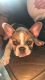 French Bulldog Puppies for sale in Aurora, CO, USA. price: NA