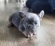 French Bulldog Puppies for sale in Township of Greenwood, MI 48006, USA. price: NA