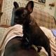 French Bulldog Puppies for sale in Grand Junction, CO, USA. price: $1,800