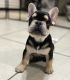 French Bulldog Puppies for sale in Yonkers, NY, USA. price: $2,900