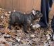 French Bulldog Puppies for sale in Montgomery, IL, USA. price: $2,500