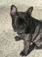 French Bulldog Puppies for sale in San Francisco Bay Area, CA, USA. price: NA