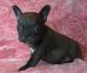 French Bulldog Puppies for sale in Royse City, TX, USA. price: NA