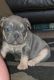 French Bulldog Puppies for sale in Augusta, GA, USA. price: $500