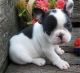 French Bulldog Puppies for sale in Reynoldsville, PA 15851, USA. price: NA