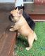 French Bulldog Puppies for sale in Reynoldsville, PA 15851, USA. price: NA