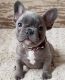 French Bulldog Puppies for sale in Augusta, GA, USA. price: $3,000