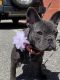French Bulldog Puppies for sale in Rockland County, NY, USA. price: NA