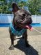 French Bulldog Puppies for sale in New City, NY, USA. price: NA