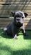 French Bulldog Puppies for sale in Texarkana, TX, USA. price: NA