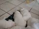 French Bulldog Puppies for sale in Columbus, GA, USA. price: $3,500